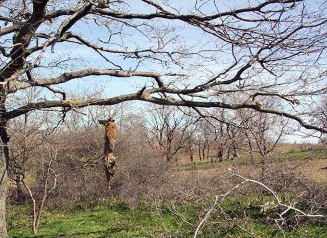 Öldürdükleri Tilkiyi Ağaca Astılar