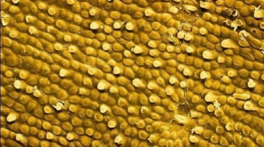 Yediğiniz yemeklere bir de yakından bakın