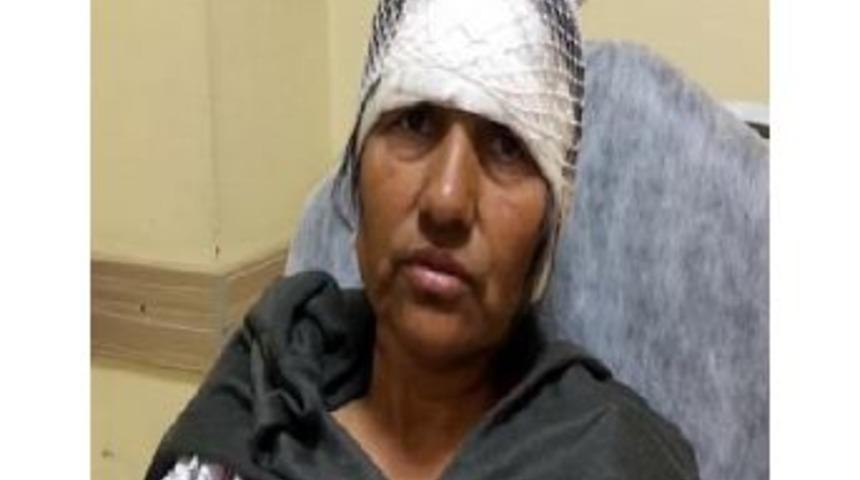 15 K&ouml;pek 80 Yerinden Isırdı