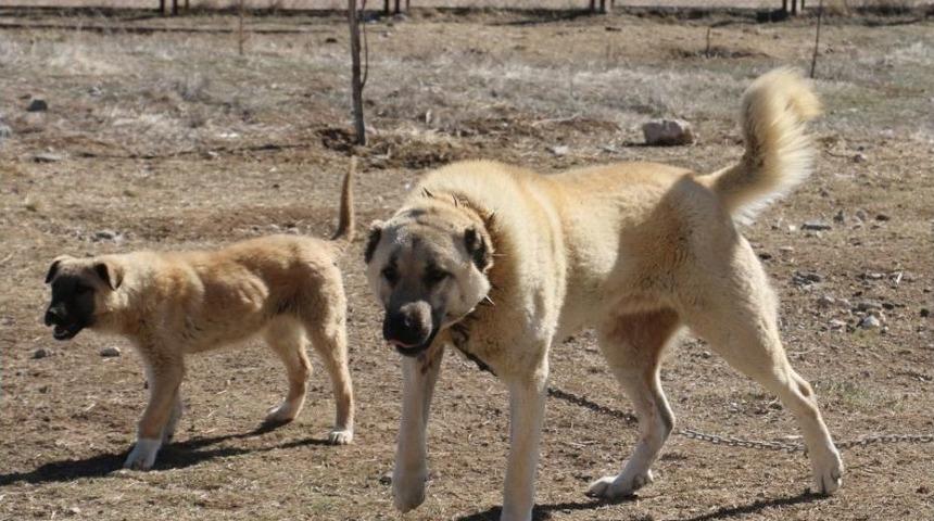 Zengin Arapların Satın Alamadığı Tek Hayvan