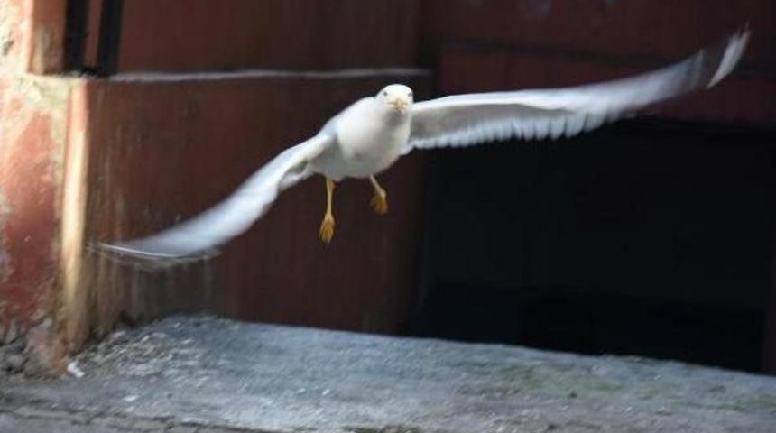 Martı, Balık&ccedil;ıdan Besleniyor