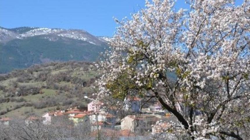 Baharın M&uuml;jdecisi Bademler &Ccedil;i&ccedil;ek A&ccedil;tı