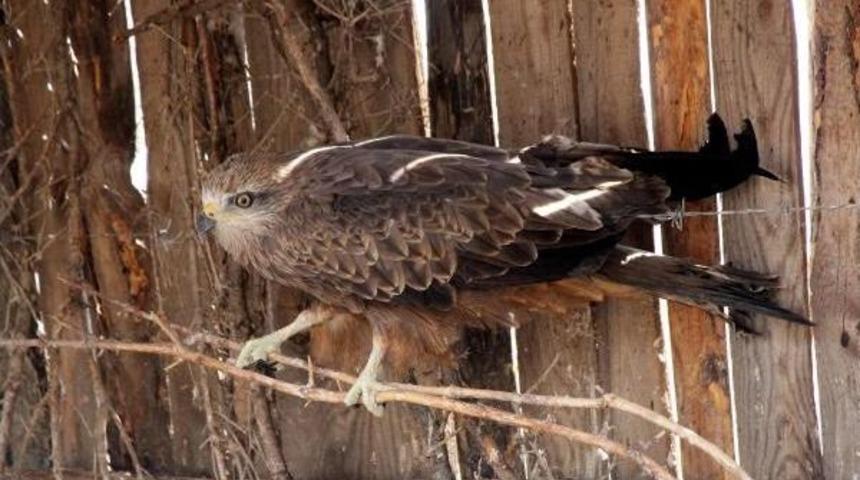 Bitkin Bulunan Kara &Ccedil;aylak Tedavi Edildi