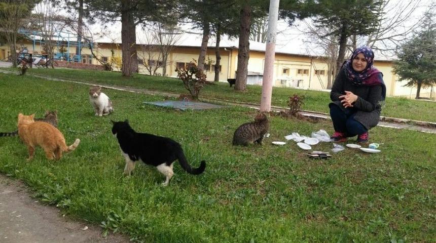 Devlet Bursuyla Sahipsiz Kedilere Bakıyor