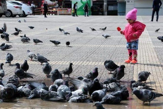 Güvercinleri Minikler Besledi