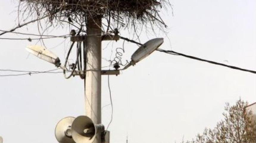 Bolu'da Leylekler Yuvalarına D&ouml;nd&uuml;