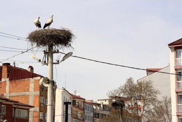 Bolu'da Leylekler Yuvalarına Döndü