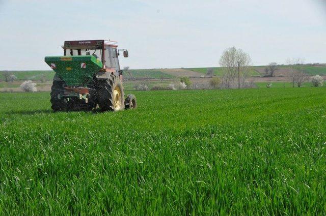 Trakya’da Çiftçiler Buğday Gübreleme Mesaisine Başladı