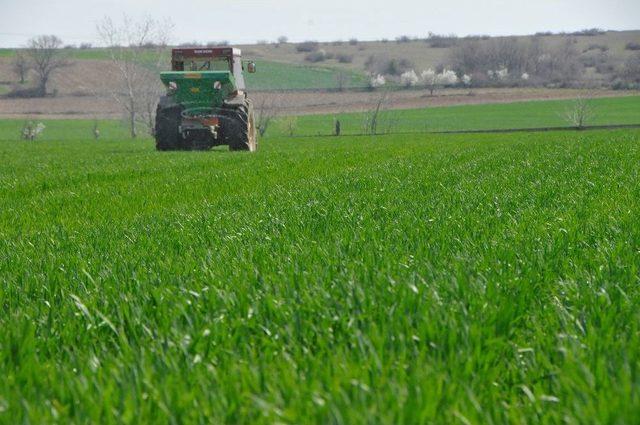 Trakya’da Çiftçiler Buğday Gübreleme Mesaisine Başladı