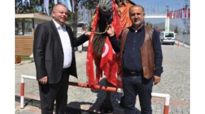 Kktc'de Deve G&uuml;reşi D&uuml;zenlenecek