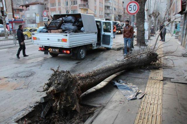 Ağacı Söküp Polis Otosuna Çarparak Durabildi