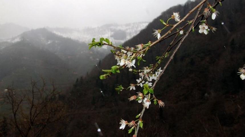 Giresun&rsquo;da Kış Ve Bahar Bir Arada