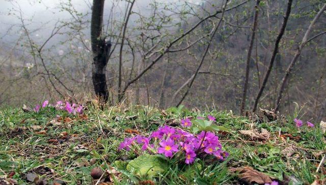 Giresun’da Kış Ve Bahar Bir Arada