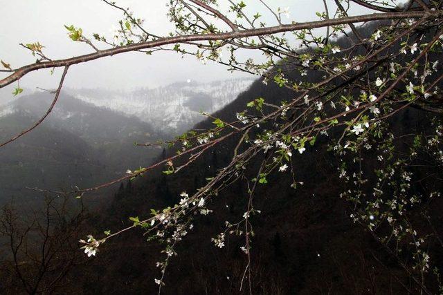 Giresun’da Kış Ve Bahar Bir Arada