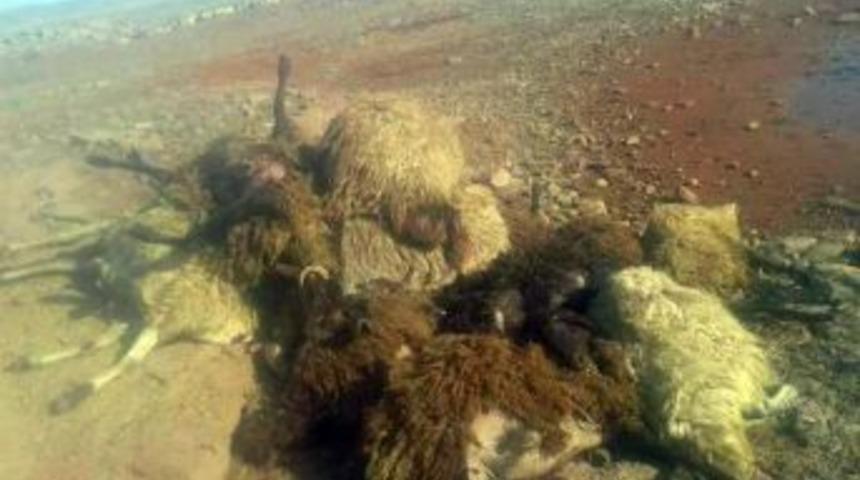 Siverek&rsquo;te 21 Koyun Telef Oldu