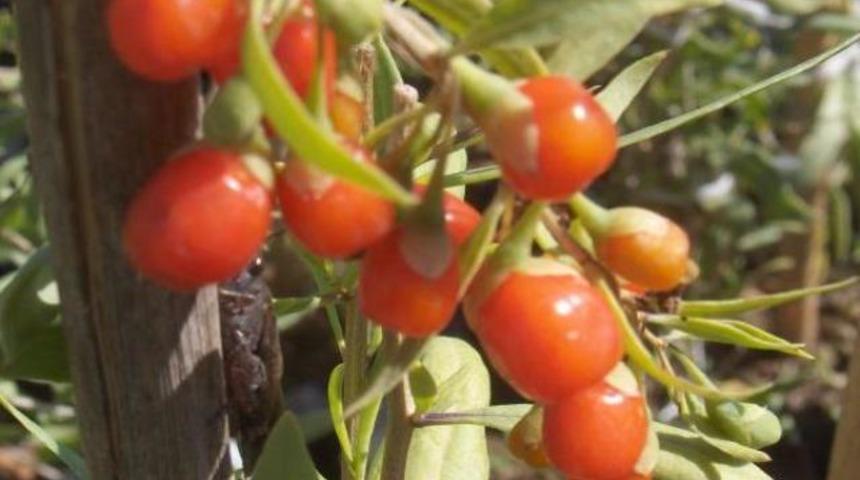 Tibetliler'in cinsel g&uuml;&ccedil; kaynağı!