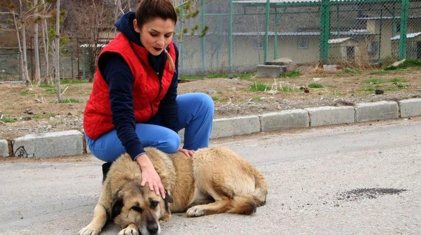 Barınağın Yeni İhtiyar Heyeti