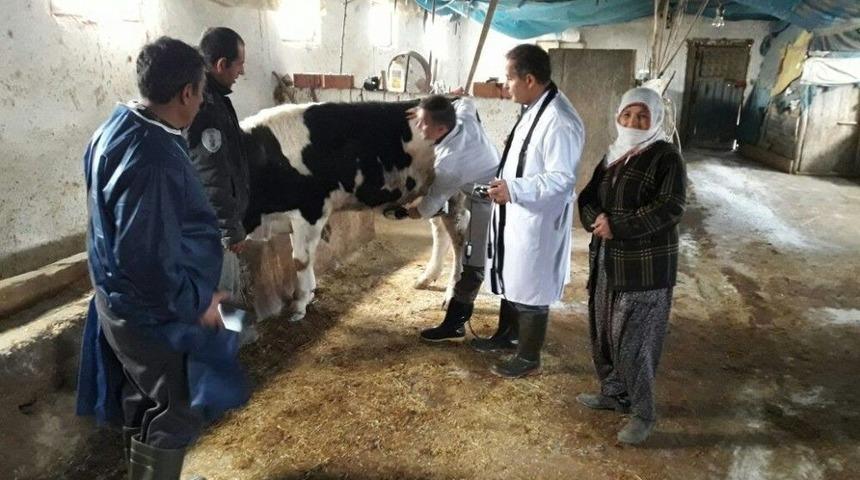 Hayvanlar İ&ccedil;in Sağlık Taraması