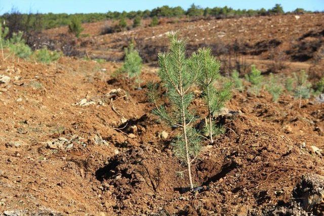 Yanan Bölgeye 320 Bin Fidan Dikildi