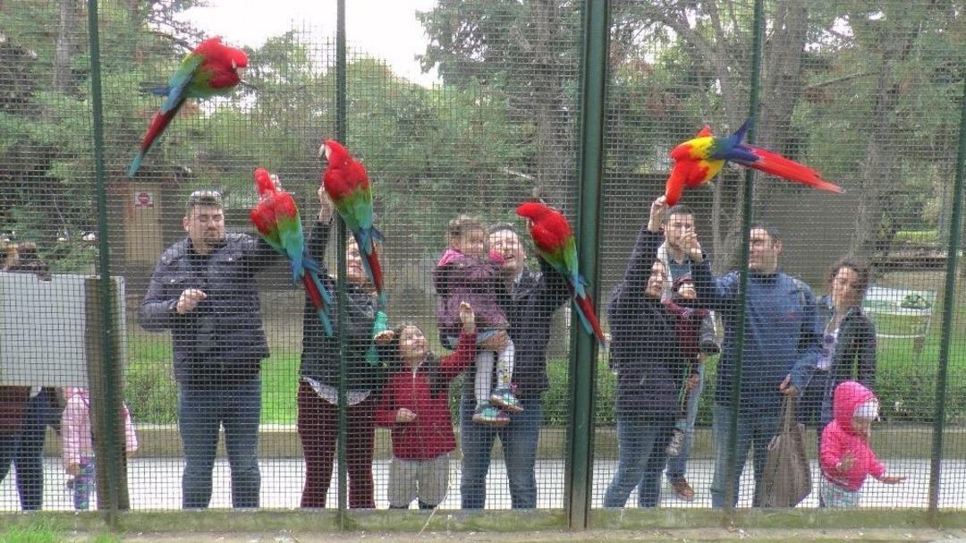 (&ouml;zel Haber) Otomobil Değerindeki Papağanları Bakıcıları Ağzıyla Besliyor