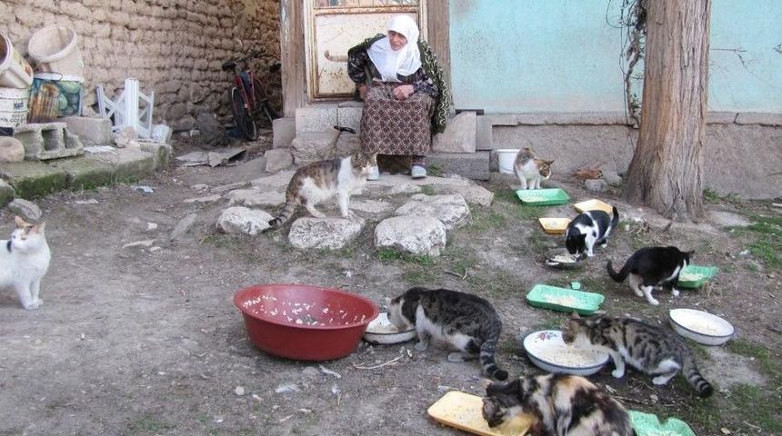 87 Yaşındaki Kadın, 30 Sokak Kedisine Bakıyor