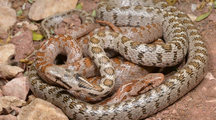 Keşfedilen yeni yılan türüne 'Likyalı' adı verildi