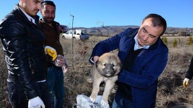 Düştüğü Rögardan Kurtarılan Yavru Köpek, Bakıma Alındı