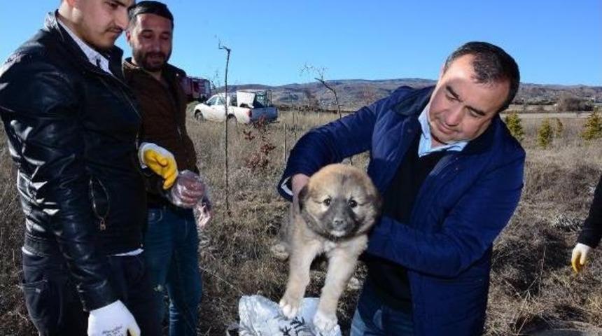 D&uuml;şt&uuml;ğ&uuml; R&ouml;gardan Kurtarılan Yavru K&ouml;pek, Bakıma Alındı