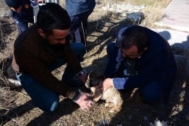 Düştüğü Rögardan Kurtarılan Yavru Köpek, Bakıma Alındı