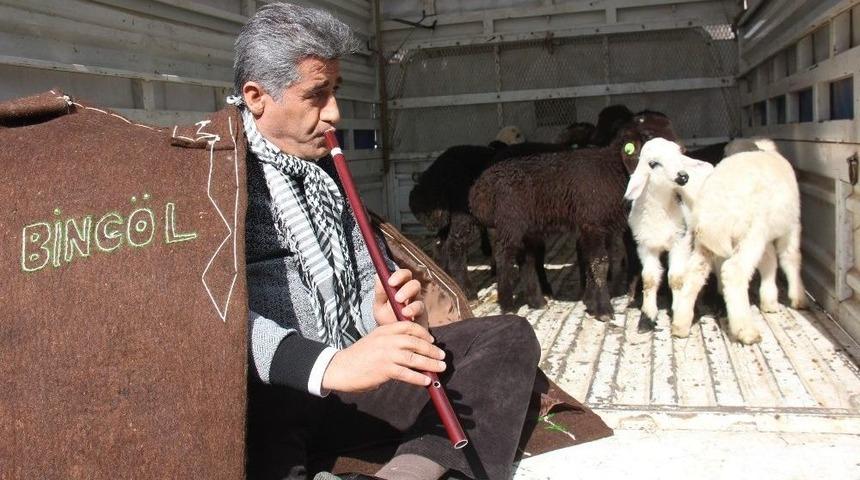 T&uuml;rk&uuml;c&uuml; Aydın Aydın, Kaval &Ccedil;alarak Kuzularla Gezdi