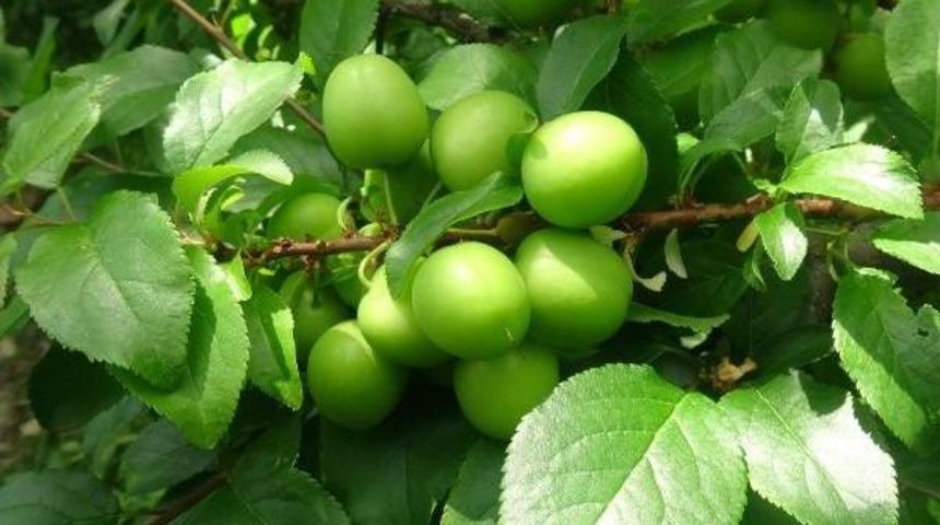 Erik Dalında 30 Liraya Kadar D&uuml;şt&uuml;