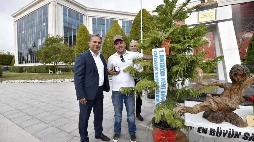 En G&uuml;zel Kent Ağacı Salon &Ccedil;amı Oldu