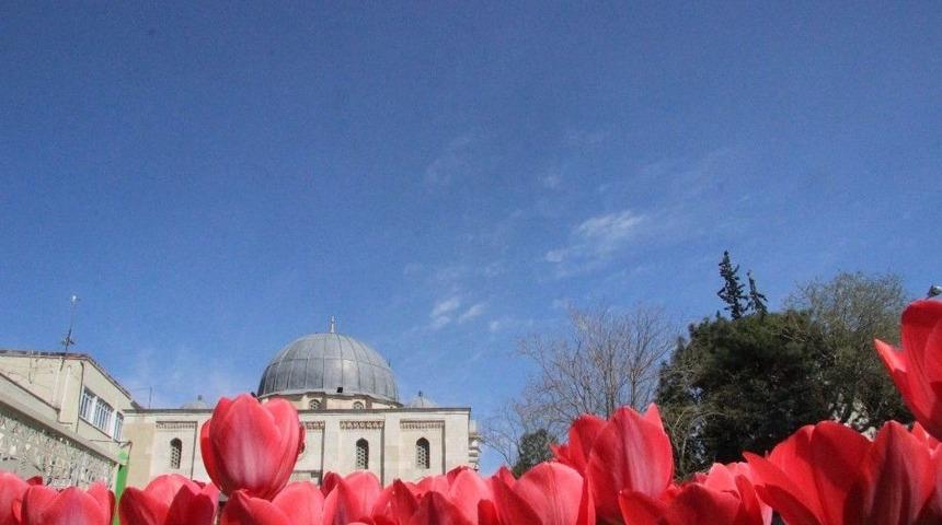 Kilis&rsquo;te Laleler G&uuml;zel G&ouml;r&uuml;n&uuml;m Oluşturdu