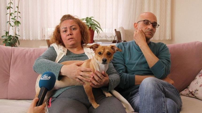 Evde Beslenilen K&ouml;pek Komşuları Birbirine D&uuml;ş&uuml;rd&uuml;