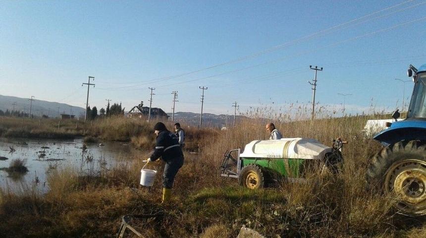 Altınova&rsquo;da Haşereyle M&uuml;cadele