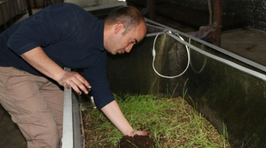 (&ouml;zel Haber) Ankaralı Sağlık Memuru 30 Milyon Solucanı İle G&uuml;bre &Uuml;retiyor