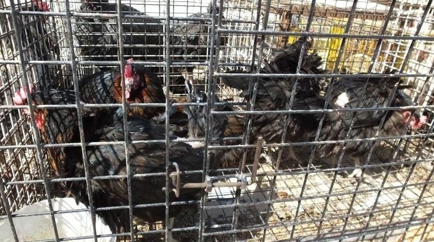 K&ouml;y Tavukları Ge&ccedil;im Kapısı Oldu