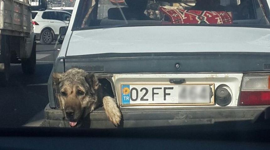 Stop Lambası Yerine K&ouml;pek Kafası