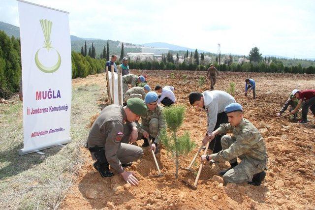 Muğla’da Ağaç Bayramı Etkinliği