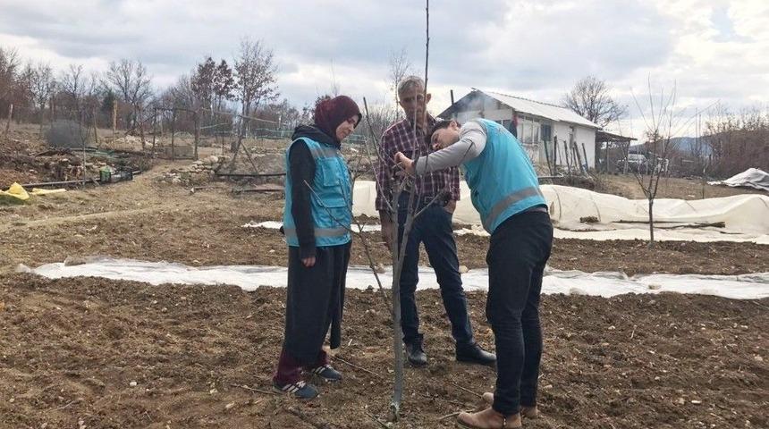 Hisarcık&rsquo;ta Meyve Budama Ve Eğitim &Ccedil;alışması