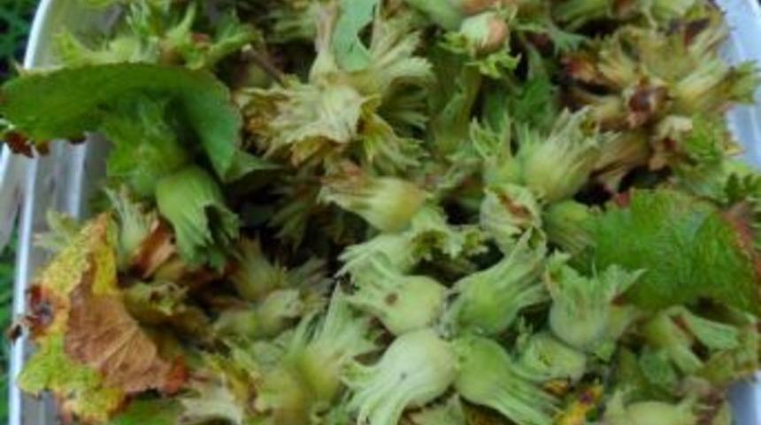 Fındık Destek &Ouml;demesi 3 Nisan&rsquo;da Başlayacak