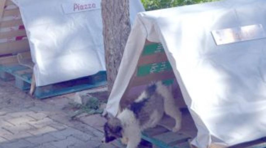 Piazza&rsquo;dan Sokak Hayvanlarına Yuva Desteği