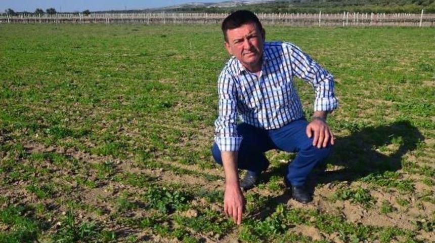 Her Derde Deva &Ccedil;&ouml;rek Otu Alternatif &Uuml;r&uuml;n Oldu