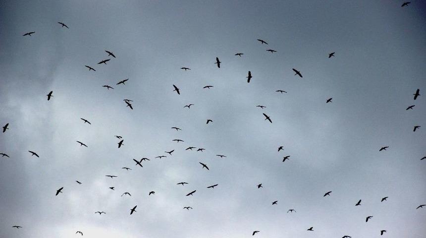 Baharın M&uuml;jdecisi Leylekler G&ouml;&ccedil; Yolunda