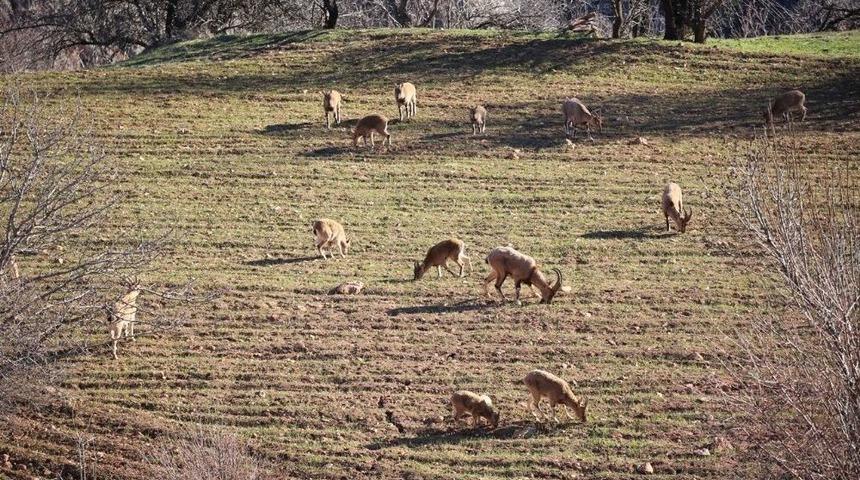 K&ouml;yl&uuml;ler Duyarlılık G&ouml;sterdi, Dağ Ke&ccedil;ileri Tarlalara Kadar İndi