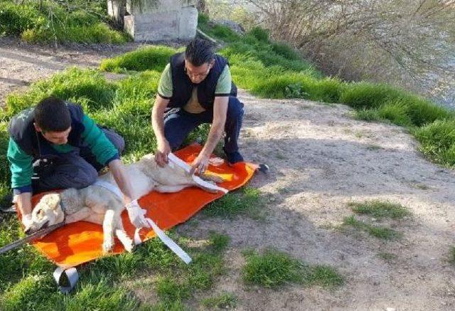 Askerlerin Sınırda Bulduğu Yaralı Köpek Tedaviye Alındı