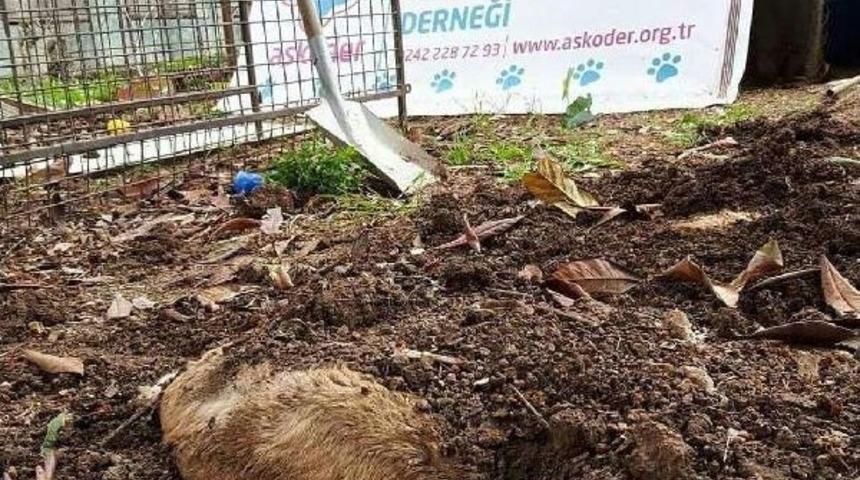 Kedi K&ouml;y&uuml;ne 54 Bin Liralık Ceza