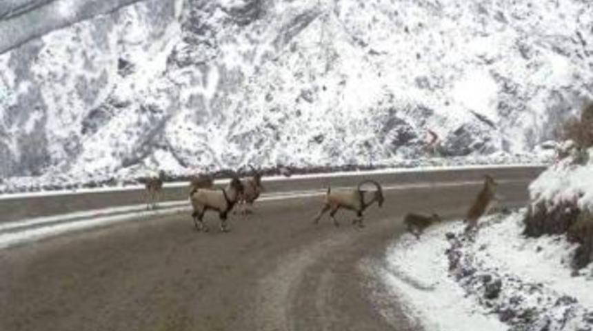 A&ccedil; Kalan Geyikler Yola İndi