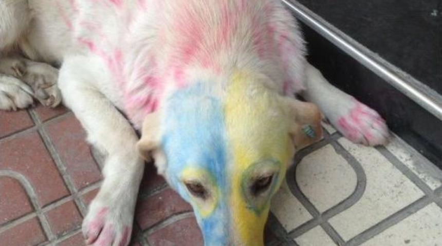 K&ouml;pekleri Tuttuğu Takımın Rengine Boyadı