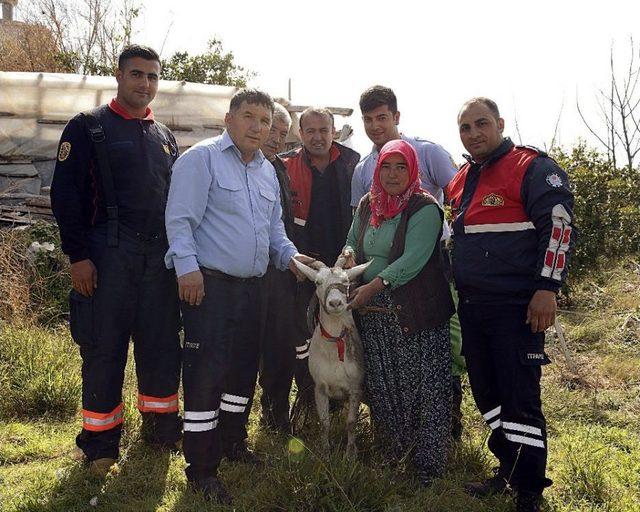 Kuyuya Düşen Hamile Keçiyi İtfaiye Kurtardı